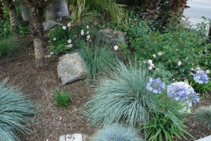 local drought tolerant landscaping 